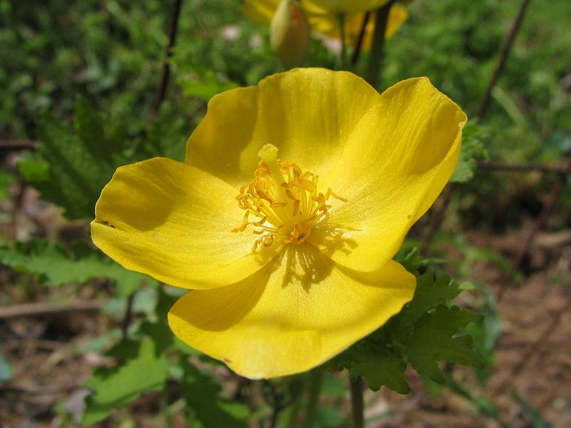 Giant Celandine