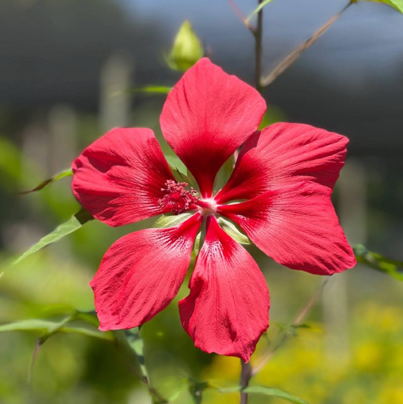 Giant Red Mallow