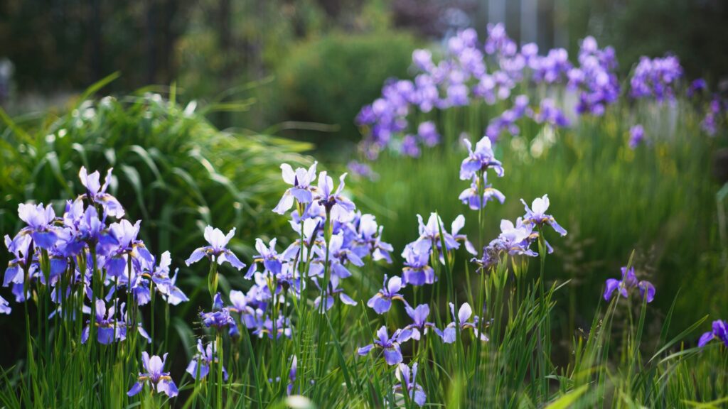 siberian iris
