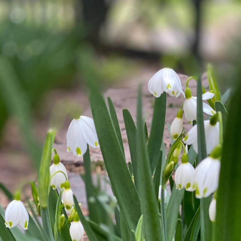 Leucojum