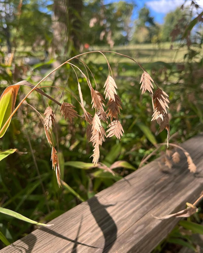 Northern Sea Oats