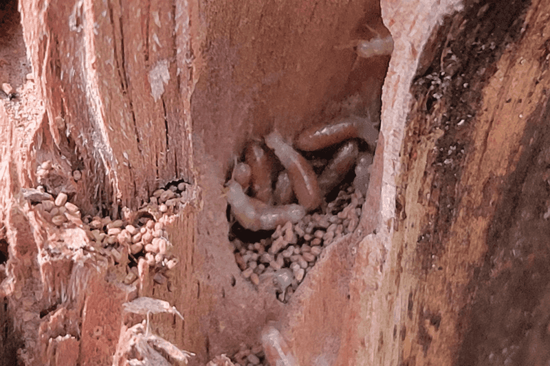 Insect Infestations (termites, beetles)