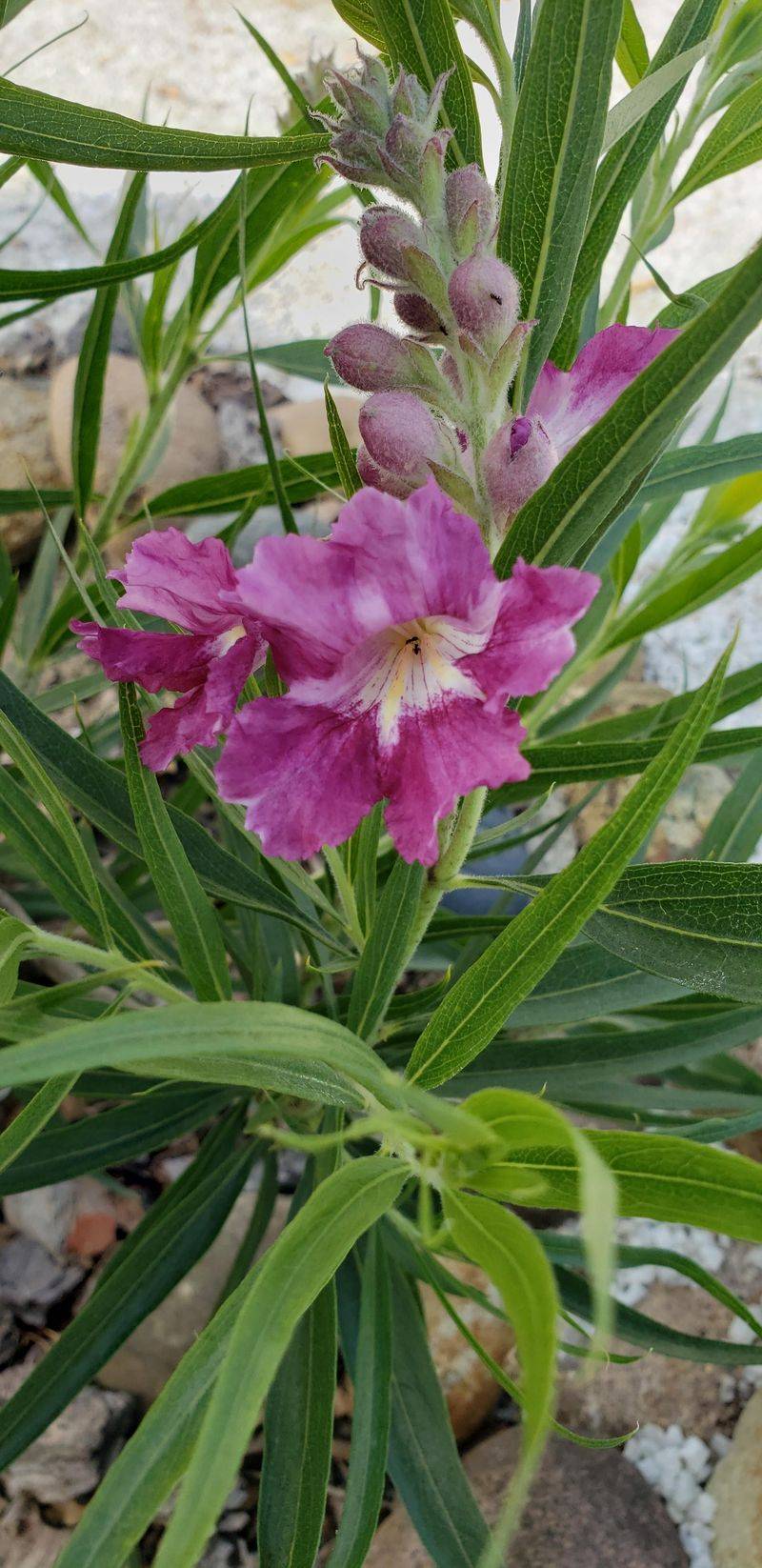 Desert Willow