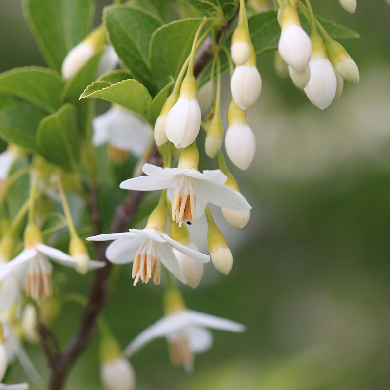 Japanese Snowbell (Styrax japonicus)