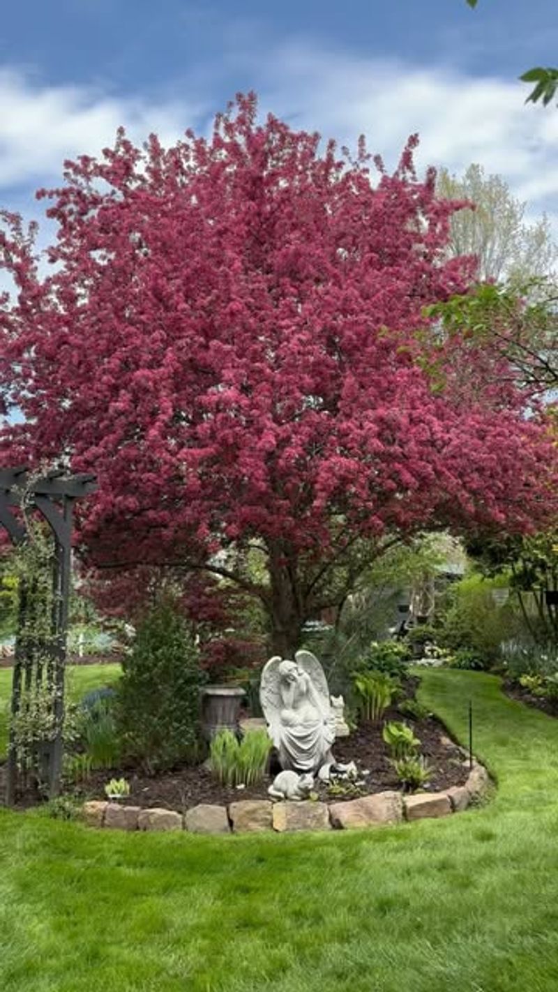 Crabapple Tree