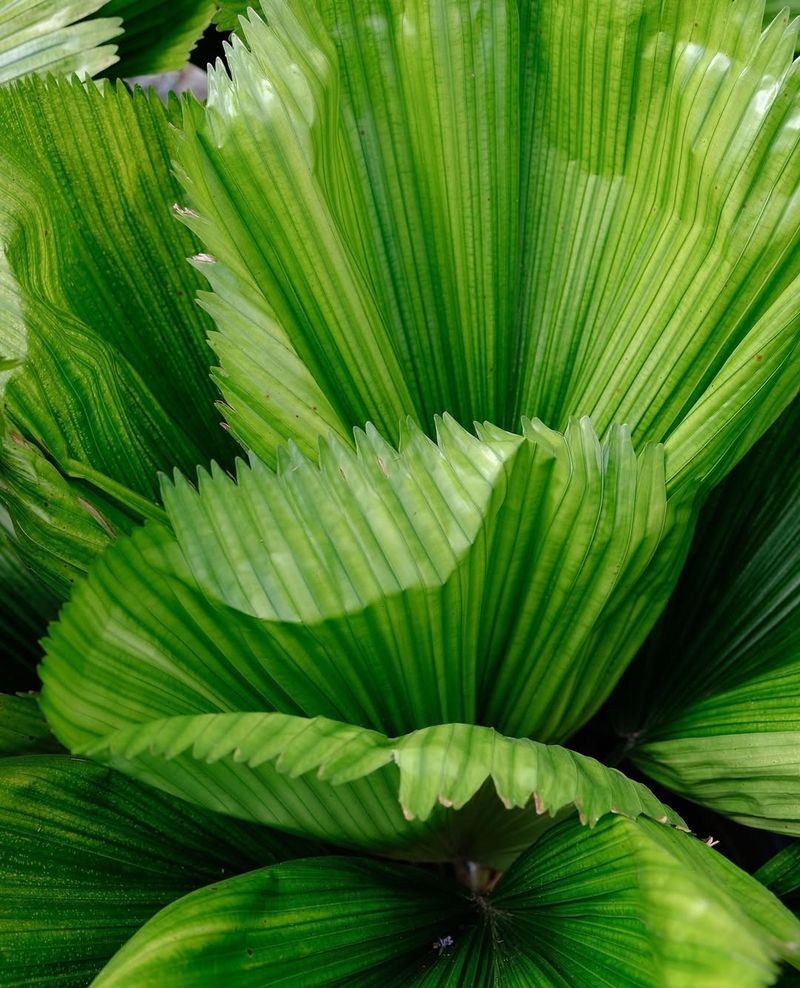 Ruffled Fan Palm