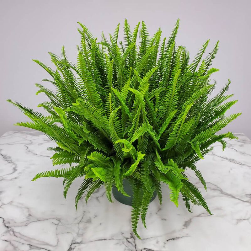 Kimberly Queen Fern