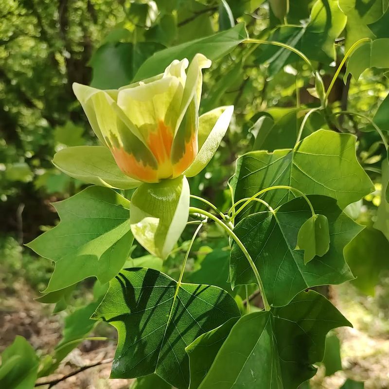 Tulip Tree