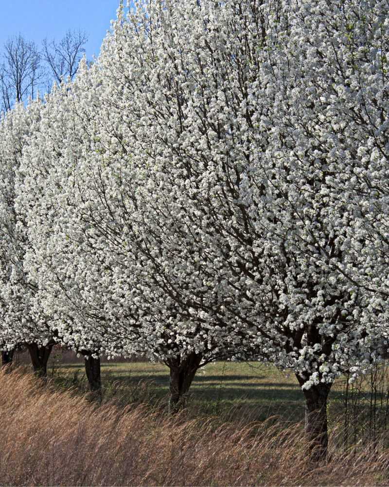 Bradford Pear