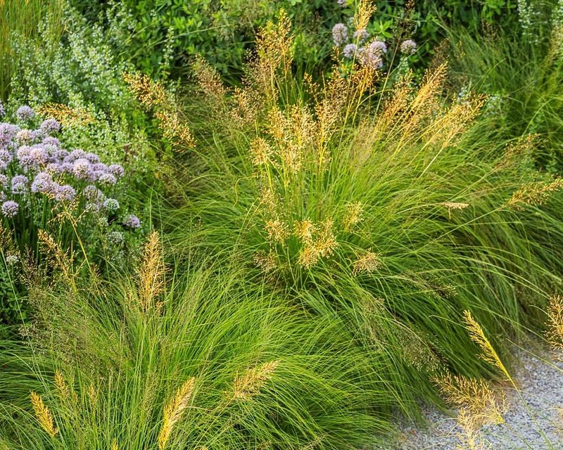 Prairie Dropseed