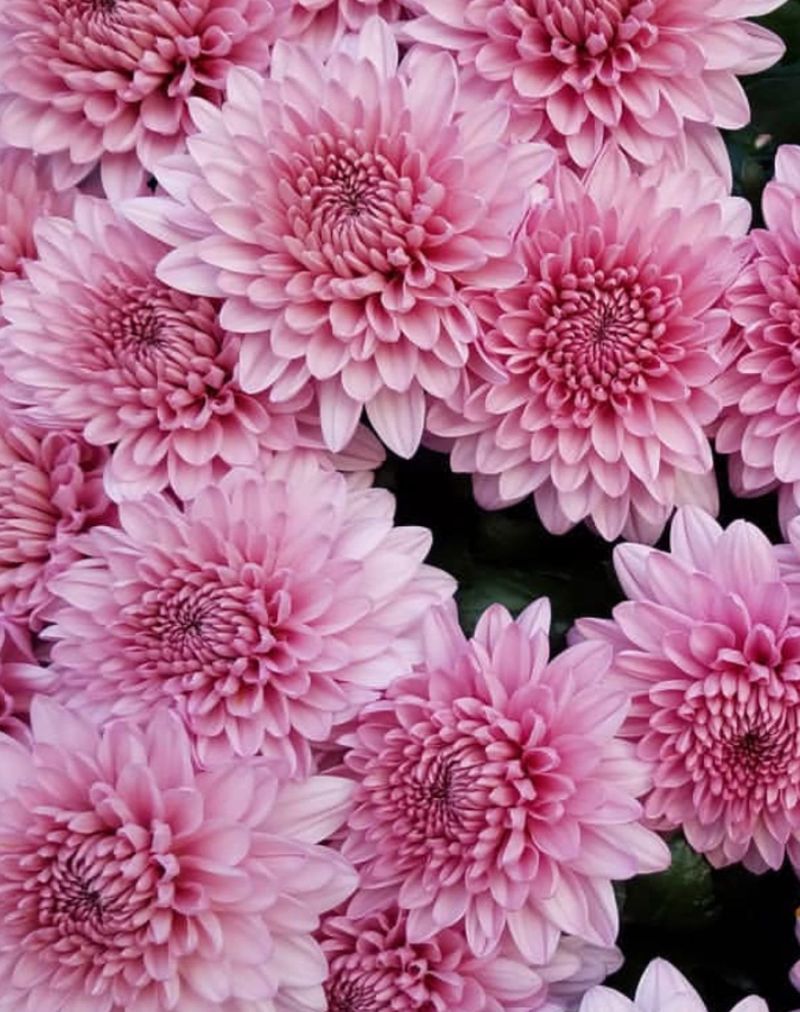 Cushion Mums