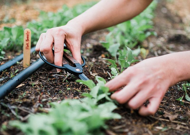 Not Pruning or Thinning Plants