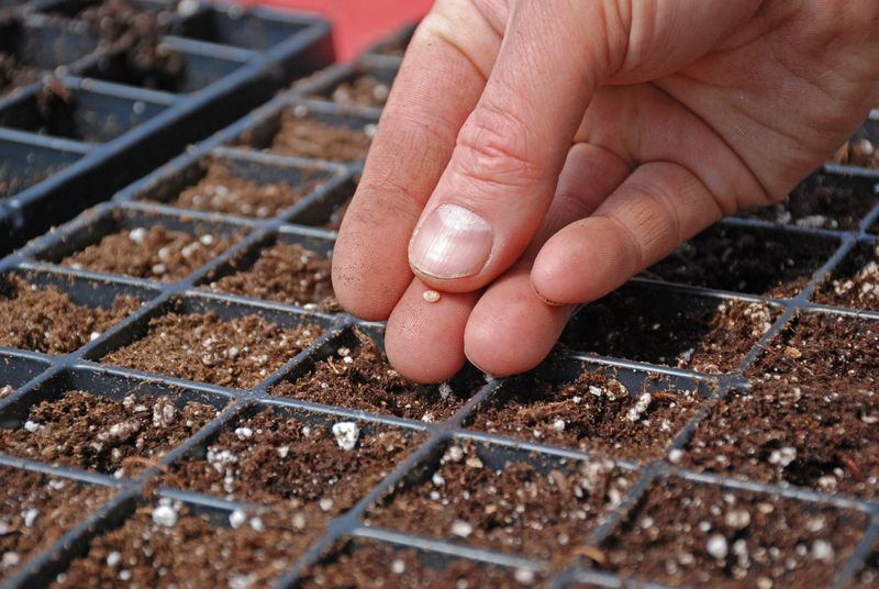 Starting seeds too early