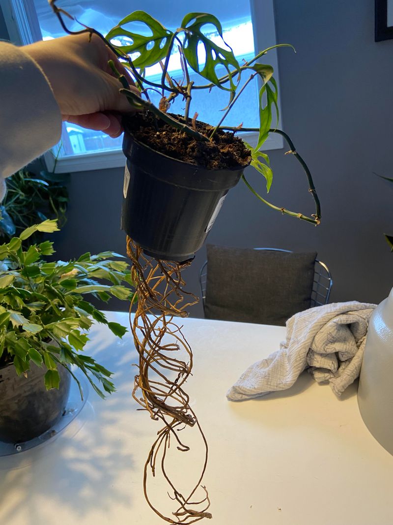 Roots Growing Out of the Pot