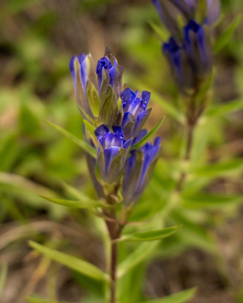 Kokanee Glacier Larkspur