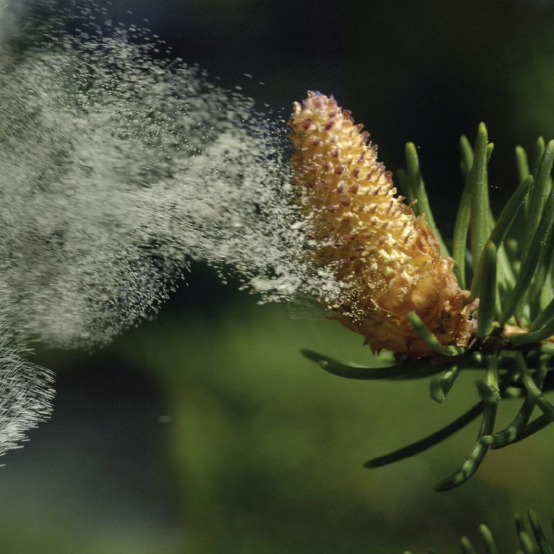 Pollen Release Patterns