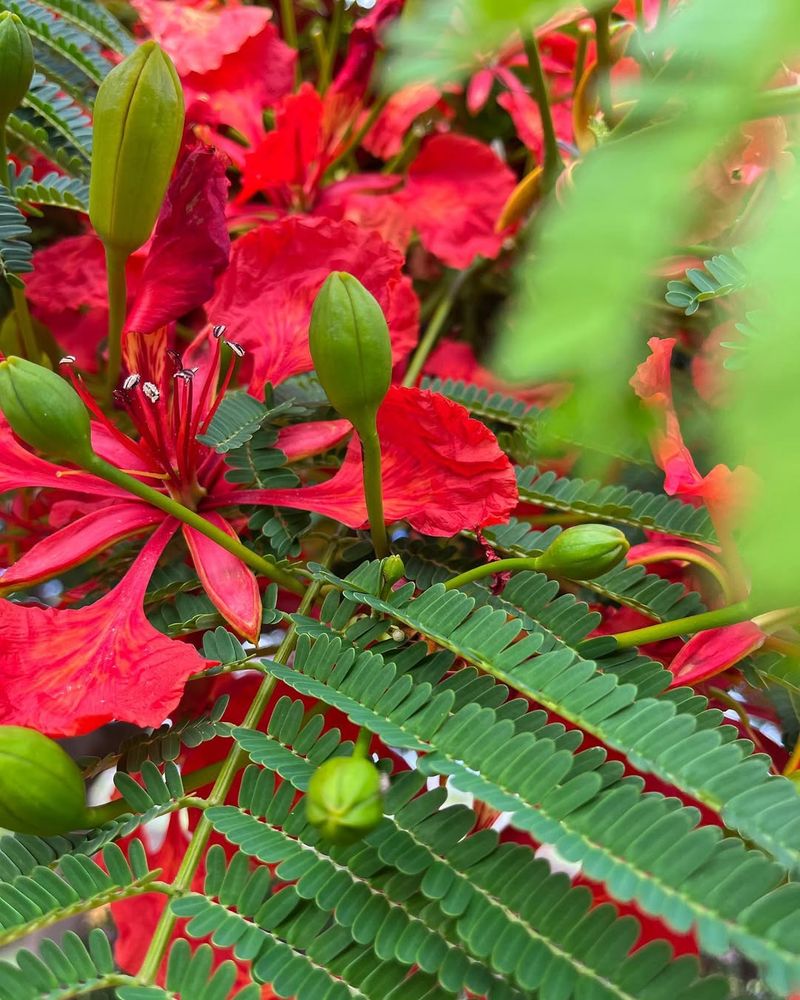 Royal Poinciana