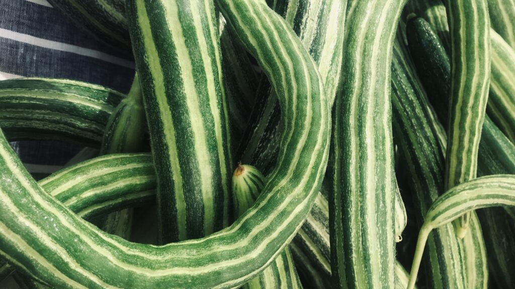 snake gourd 
