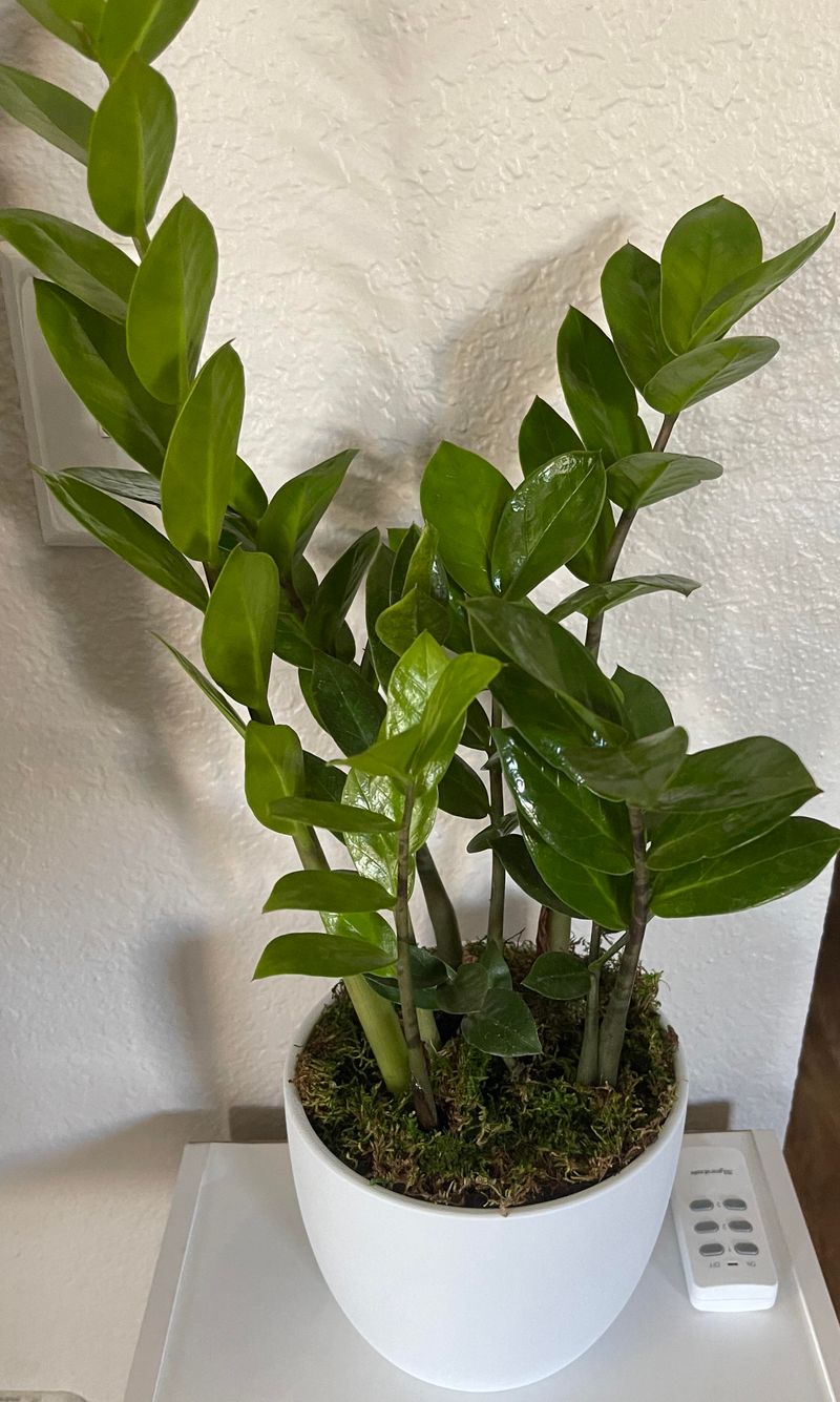 ZZ Plant (Zamioculcas zamiifolia)