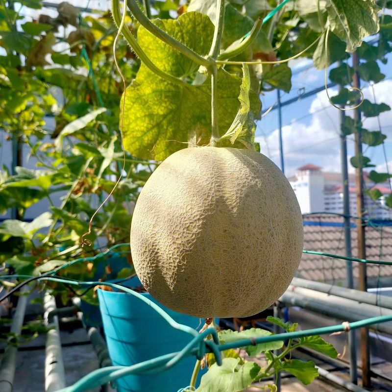 Persian Melon