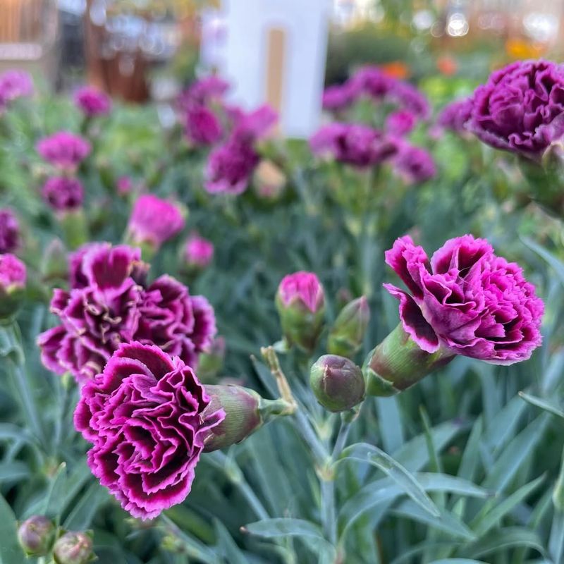 Dianthus