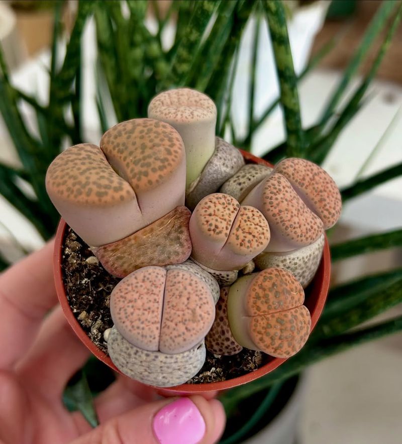 Lithops