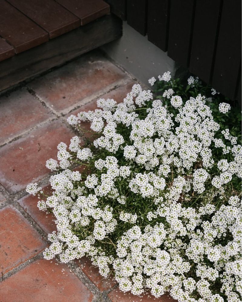 Alyssum