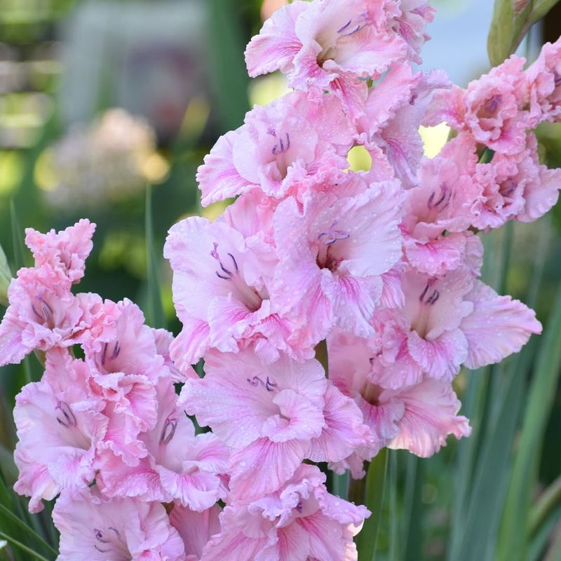 Gladiolus