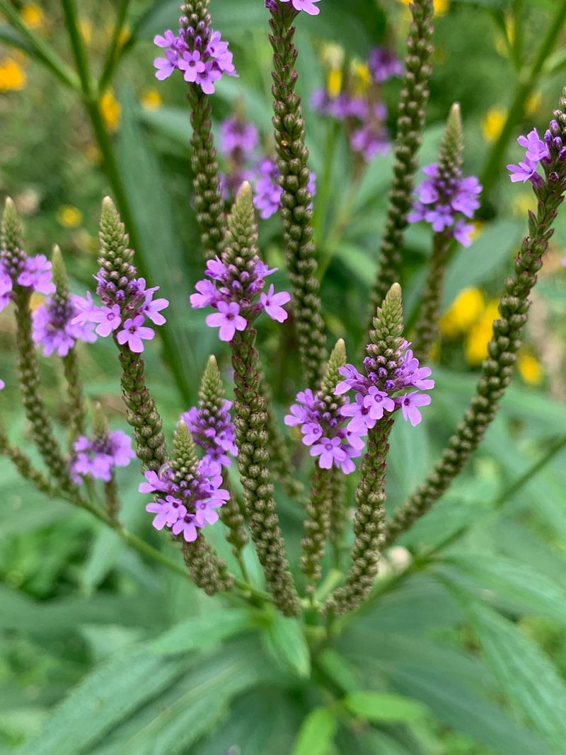 Verbena