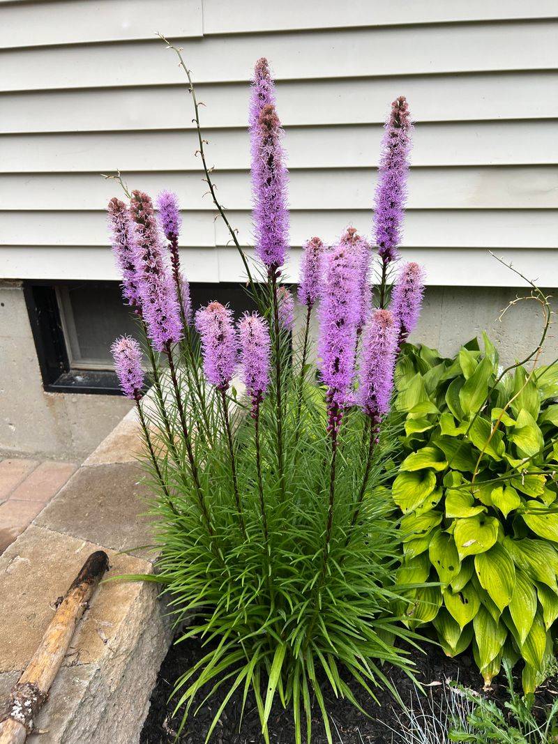 Liatris (Blazing Star)