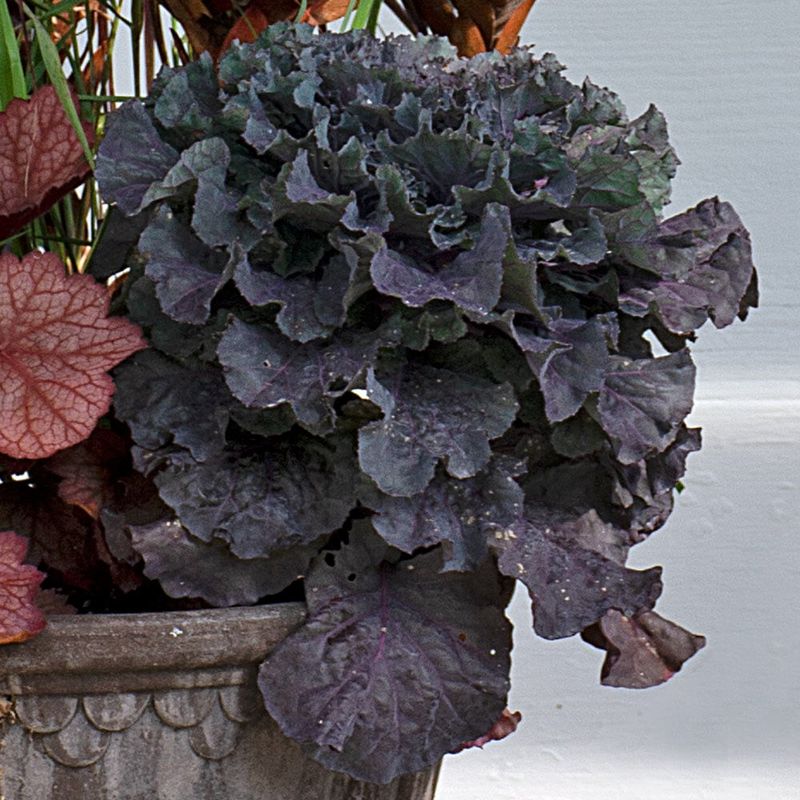 Ornamental Cabbage and Heuchera