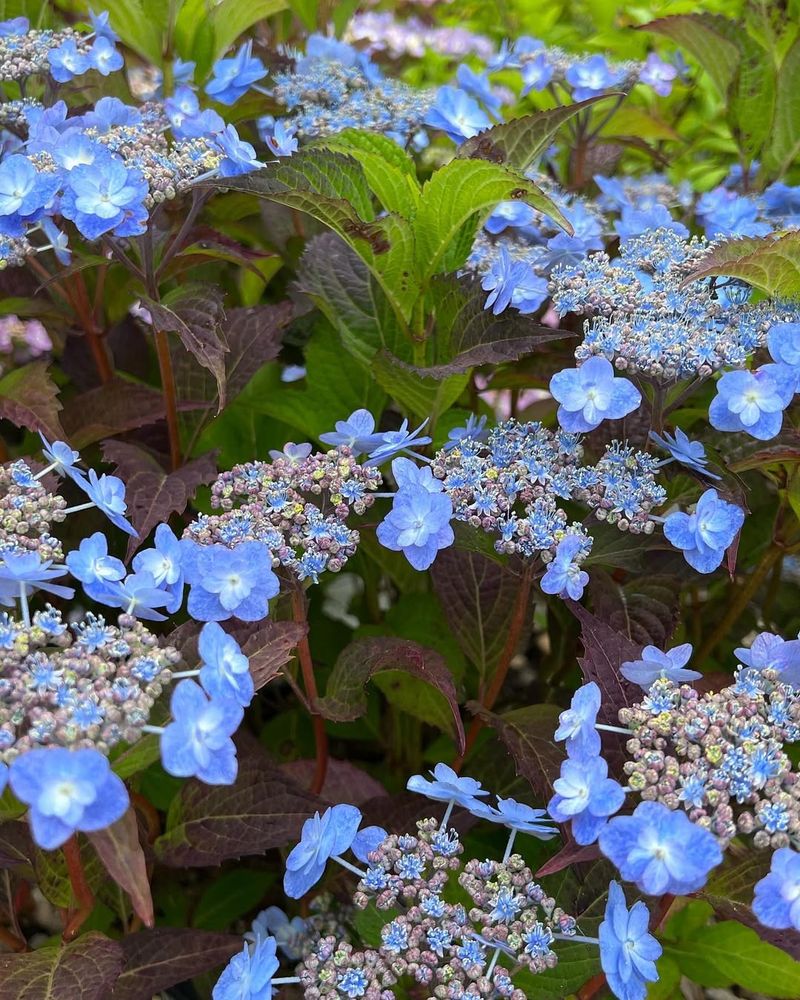 Blue Deckle Hydrangea