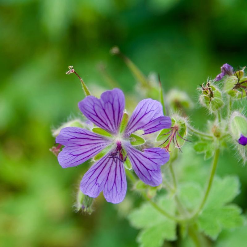 Cranesbill