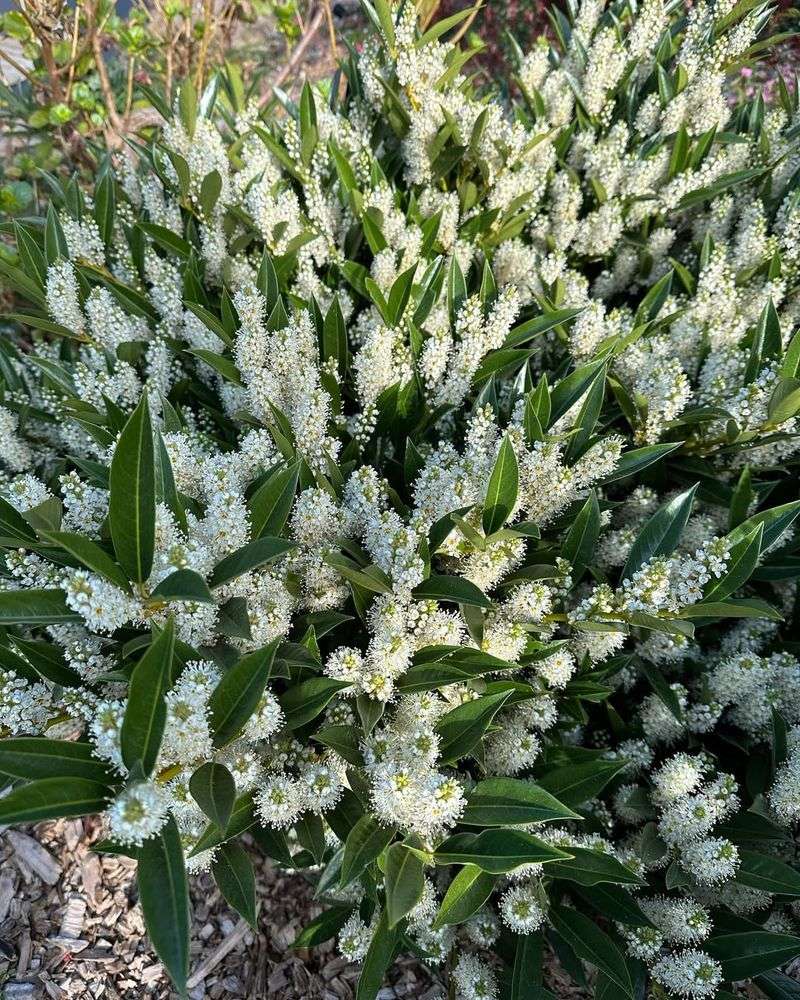 Laurel (Prunus laurocerasus)