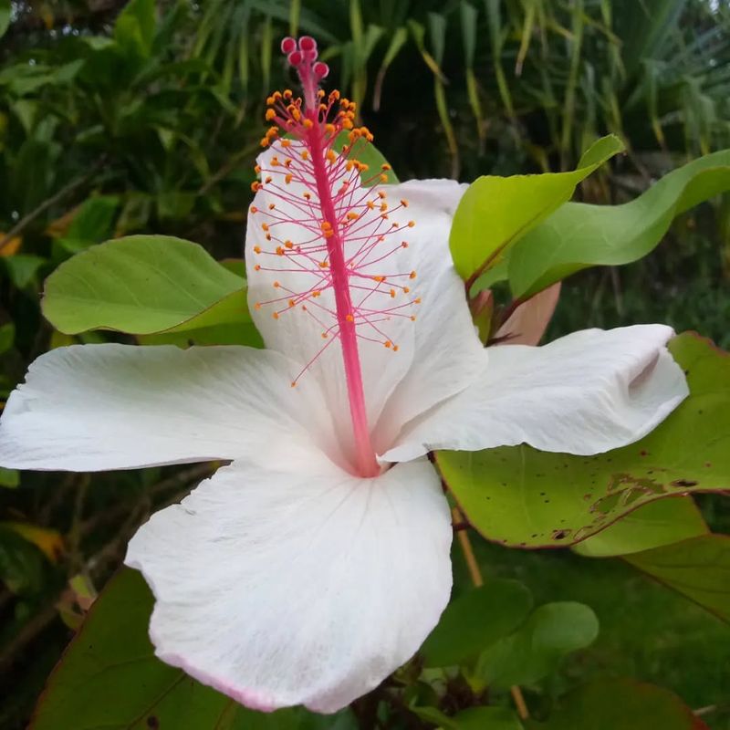 Koki’o Flower