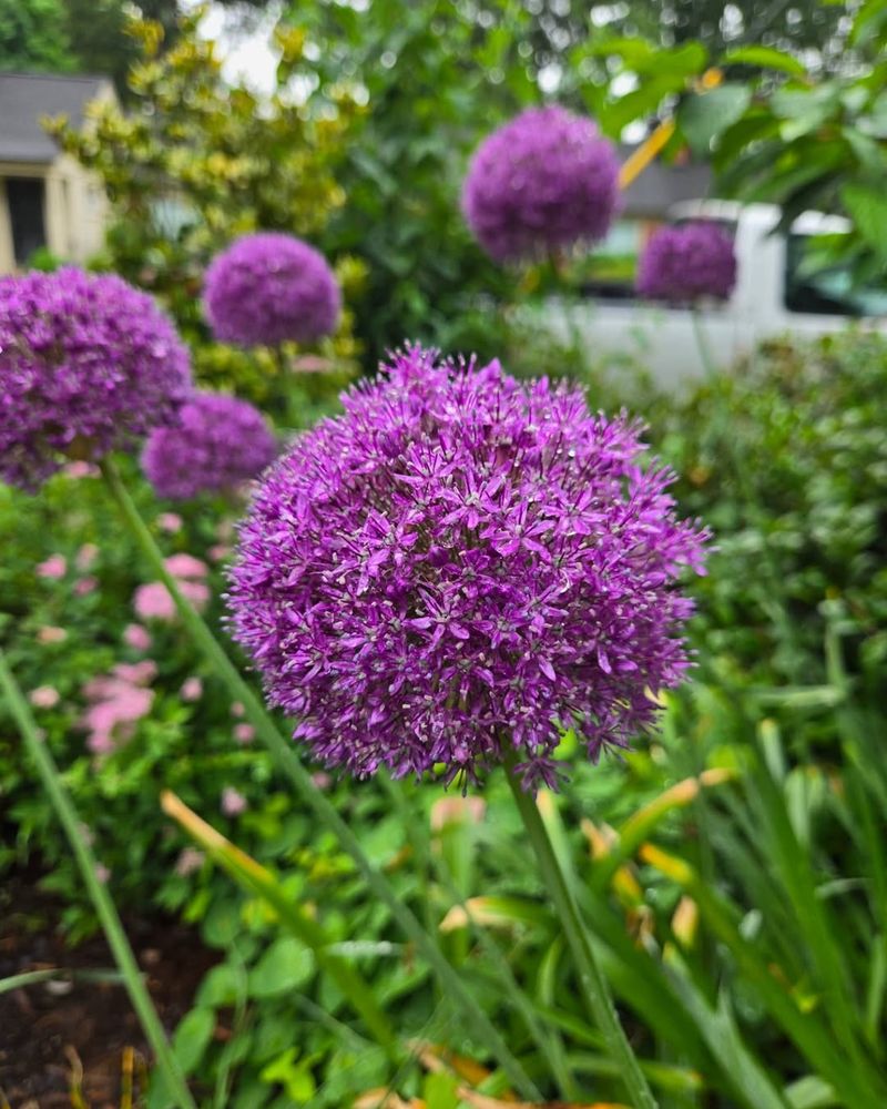 Allium