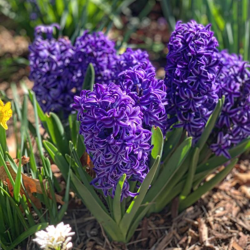 Hyacinth