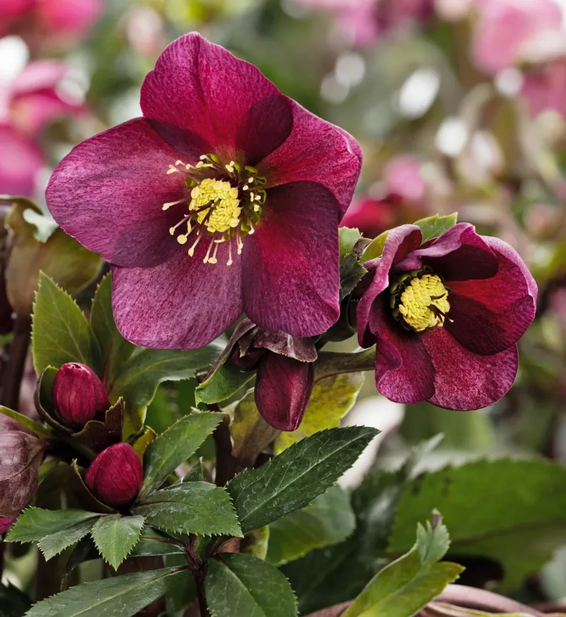 Hellebore