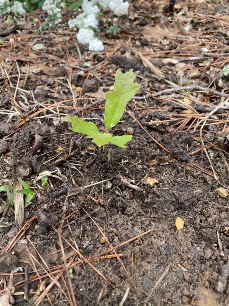 Pick the right planting site