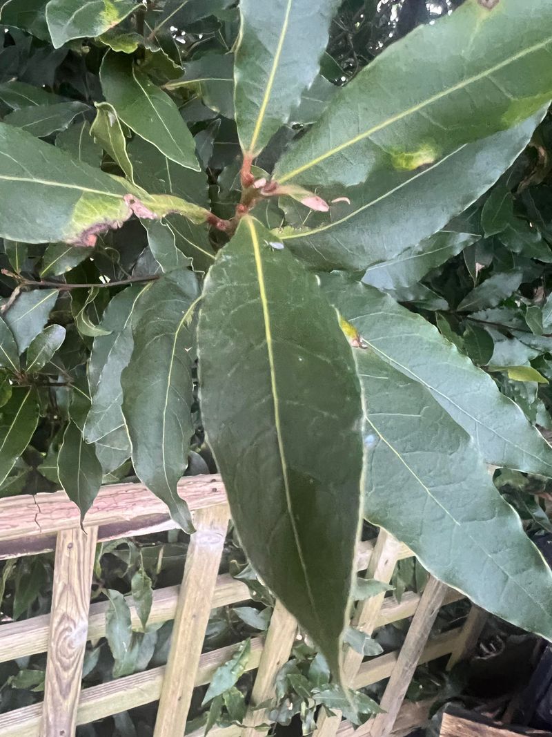 Bay Leaves