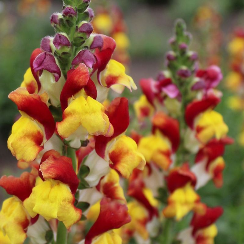 Mango Snapdragons