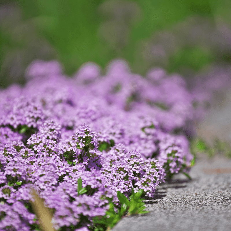 Aromatic scent when stepped on