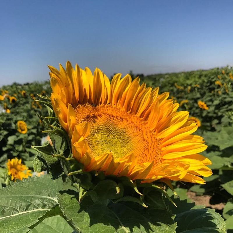 Sunbeam Sunflower