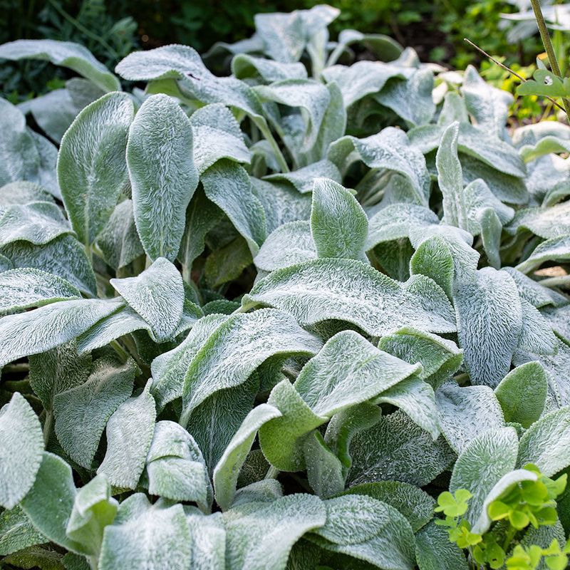 Lamb’s Ear