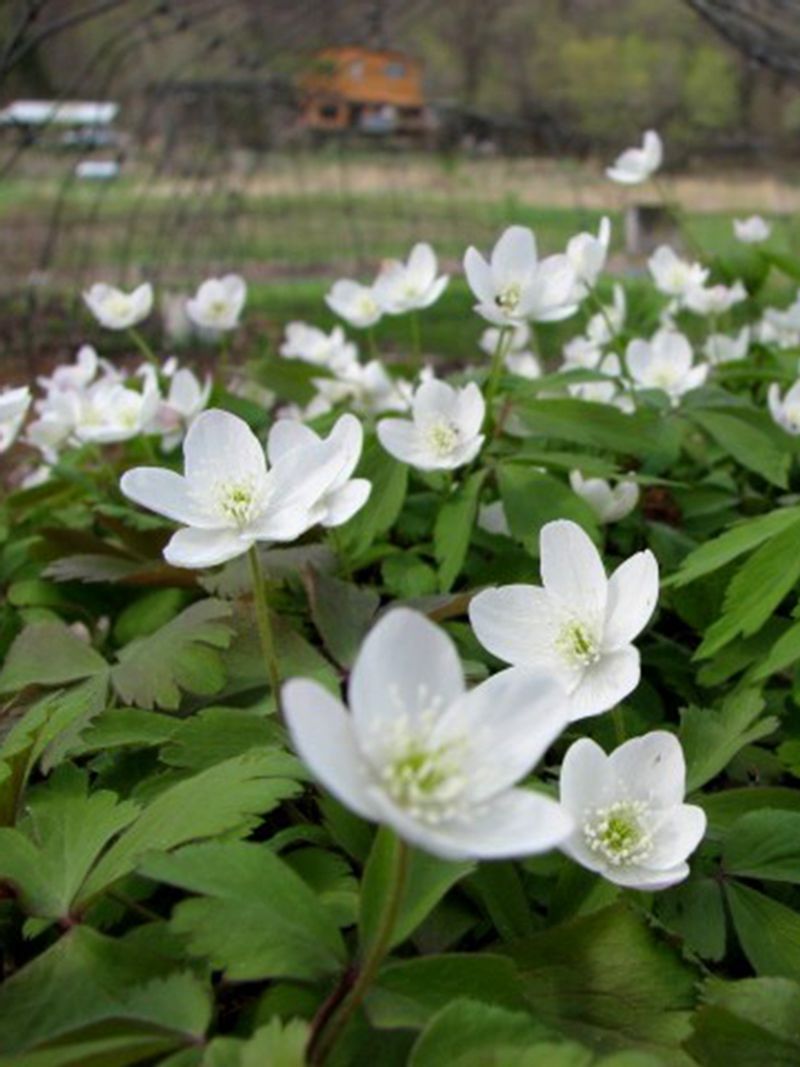 Wood Anemone