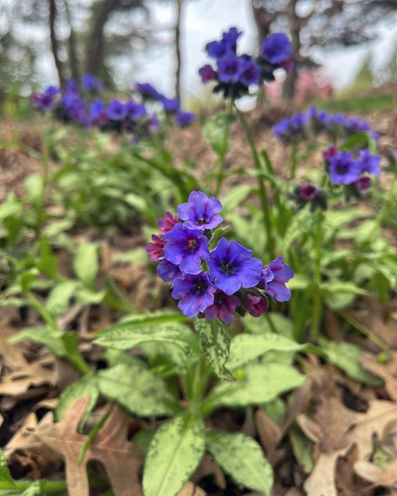 Lungwort