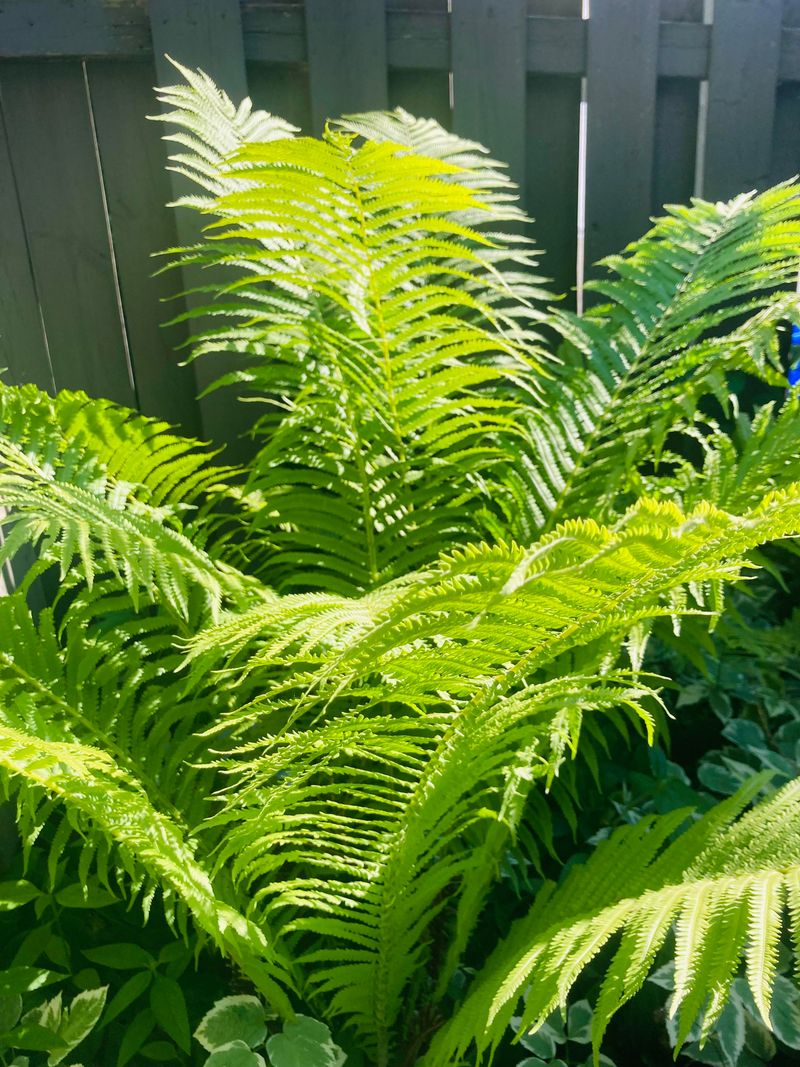 Ostrich Fern (Matteuccia struthiopteris)