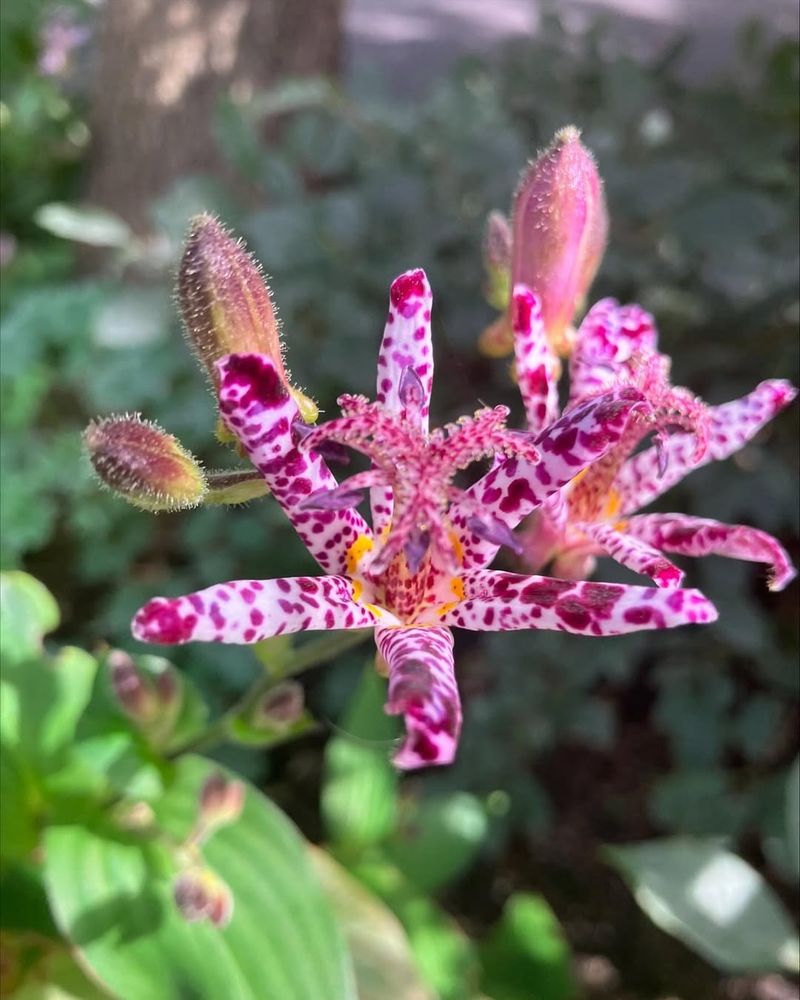 Toad Lily (Tricyrtis)