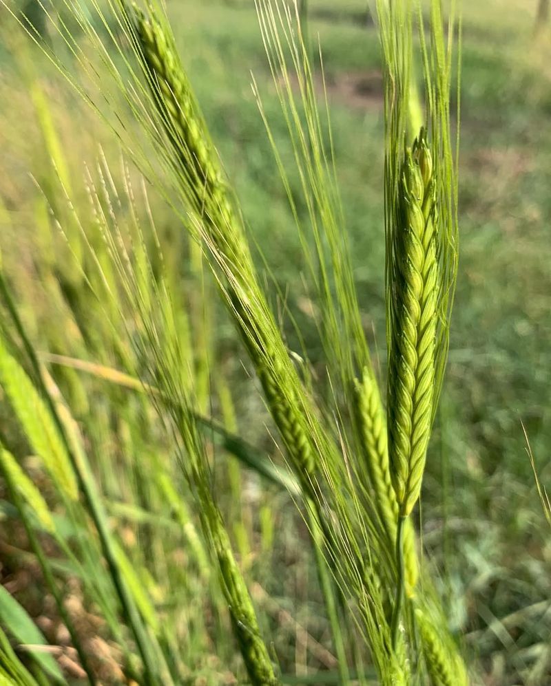 Khorasan Wheat