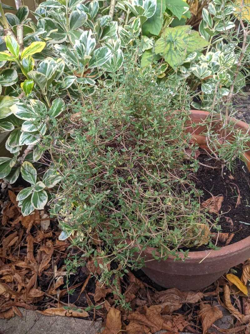 Thyme